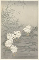 Five Chicks