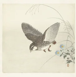 Flying Quail