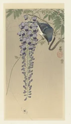 Flycatcher by Wisteria