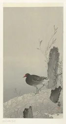 Moorhen