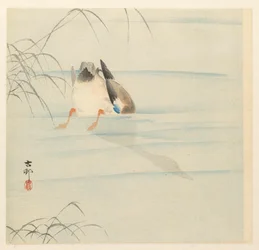 Wild Duck with Head Underwater