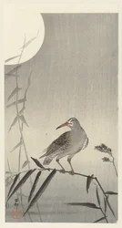 Black Rider on Bamboo Branch