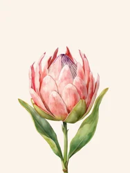 Pink Protea Bloom