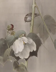 Cotton Rose Mallows in the Rain