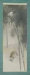 Old Raccoon Dog in a Dense Grove of Bamboo, Early 20th Century