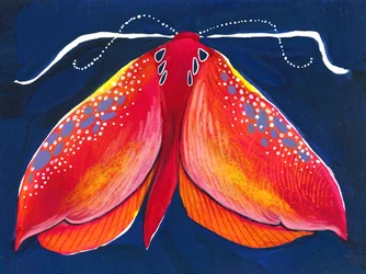 Colorful Night Moth
