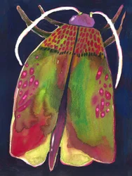 Moth