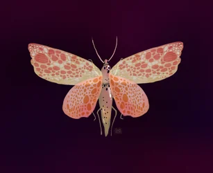 Pink Orange Spotted Moth