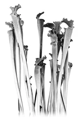 Carnivorous, 2020