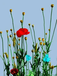 Poppy and Flowers, 2019