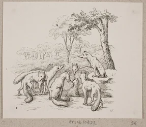 The Foxes Hold a Meeting