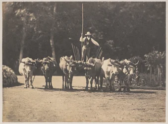 Six Oxen Team with their Driver