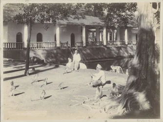 Indian Men with Monkeys on a Yard by Water, Possibly in Surabaya