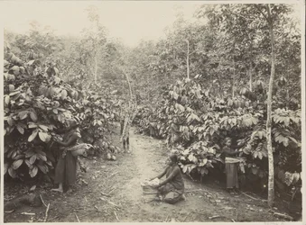 Women Working on a Plantation in the Dutch East Indies