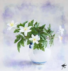 Delicate White Spring Flowers