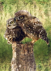 Loving Little Owls
