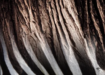 Zebra Stripe Texture