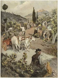 The Vintage Season in Italy