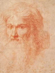 Head of a Man with a Long Beard