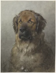 Head of a Leonberger, Facing Front