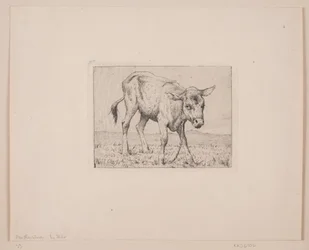 A Calf