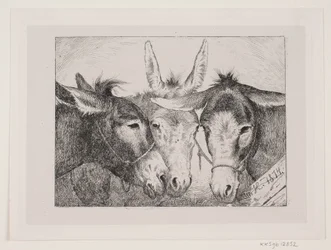 Three Donkey Heads