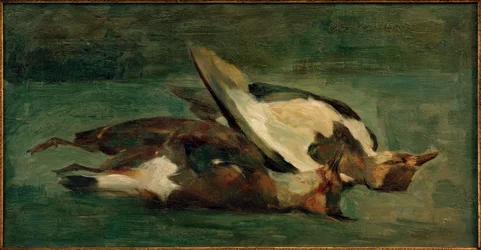 Lapwings