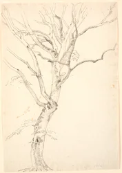 Leafless Beech Tree