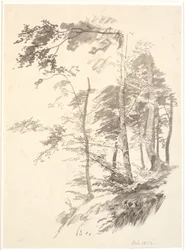 Beech Trees on a Slope