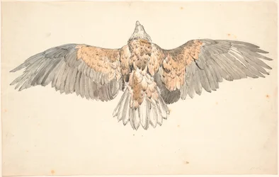 A dead buzzard with spread wings
