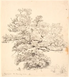 A Large Oak Tree Under Which a Man is Drawing