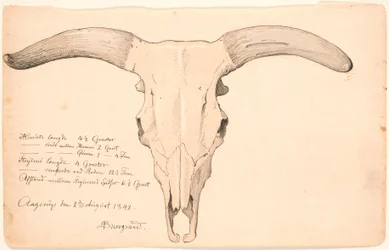 Skull of a cow