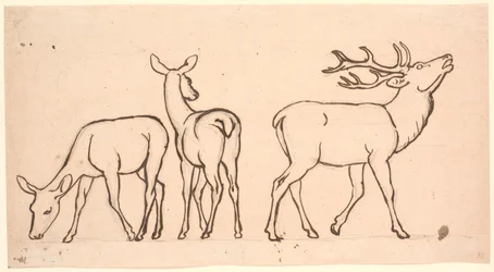 Red Deer and Two Hinds
