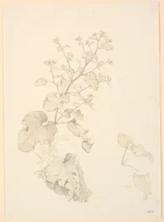 Dock Plants