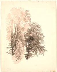 Study of the Tops of Some Beech Trees