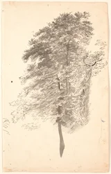 Study of Tall Slender Trees with Foliage