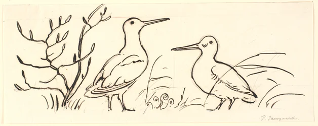 Two Snipes. Decorative Draft.