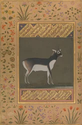 Black Buck, Folio from the Shah Jahan Album