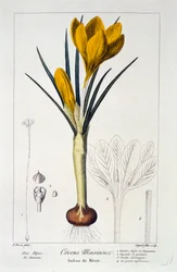 Crocus Maesiacus