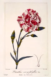 Dianthus Caryophyllus