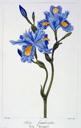 Fringed Iris, pub. 1836