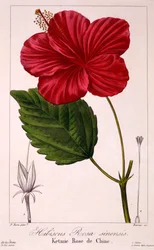 Hibiscus: H. rosa-sinensis, pub. 1836