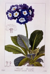 Primula Auricula