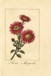 China aster, reine marguerite, Callistephus chinensis