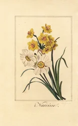 Daffodil varieties