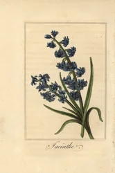 Hyacinth, Hyacinthus orientalis