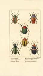 Leaf beetles: Smaragdina limbata, Clytra laeviuscula, Cryptocephalus beetles, Crioceris solani, and Chrysomela campestris