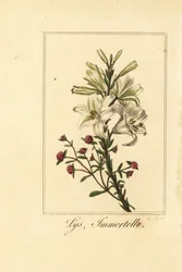 Lily and Red Everlasting, Lilium candidum and Helichrysum sanguineum