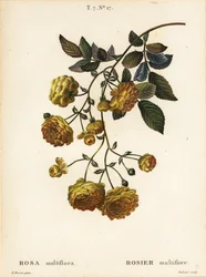 Multiflora rose or Japanese rose