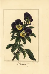 Pansy